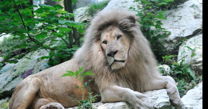 Les animaux du zoo de beauval se sont échappés