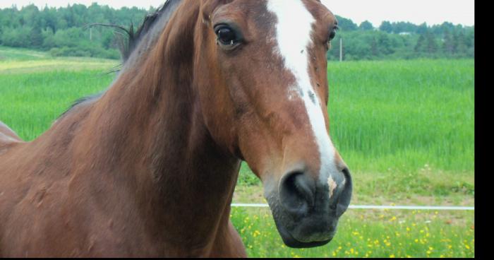 Un cheval arabe qui vole