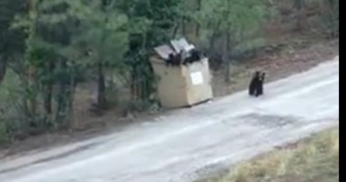 Un ours repéré dans une ville des Pyrénées