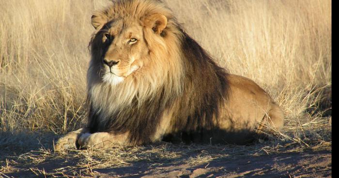 ALERTE A BEZIERS CE VENDREDI SOIR,TROIS LIONS SE SONT ECHAPPES D'UN CIRQUE