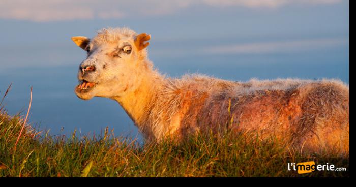 Une brebis attaque un loup