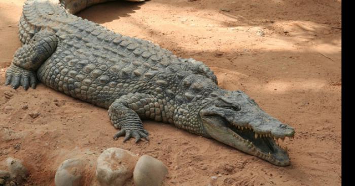 Un crocodile à lucheux