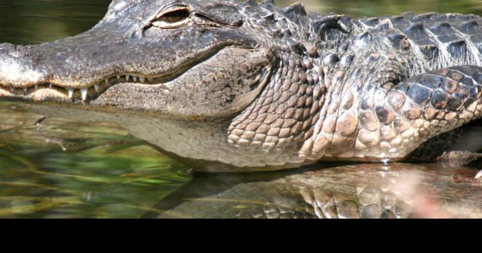 Alligator vu sur la Garonne