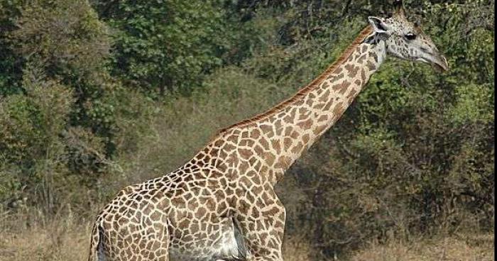 Une girafe mange 3 enfants au Zoo de Sigean