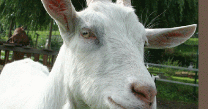 Boulette de crotte de chèvre dans une cantine