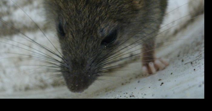 Des rats retrouver dans college de rieumes