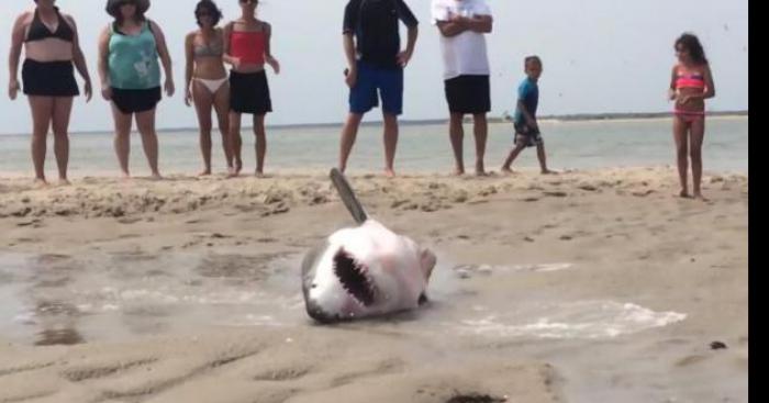 Un requin blan échouer a la pointe rouge