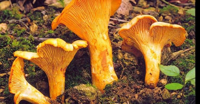 Recherche sur le coin à champignon en France