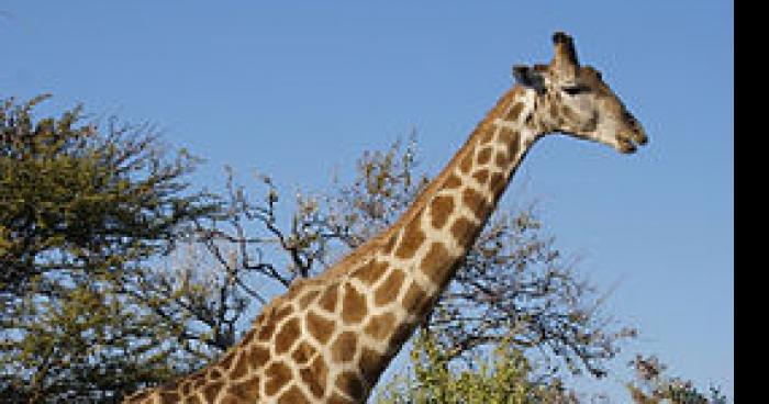 La plus grande giraffe du monde est decouverte