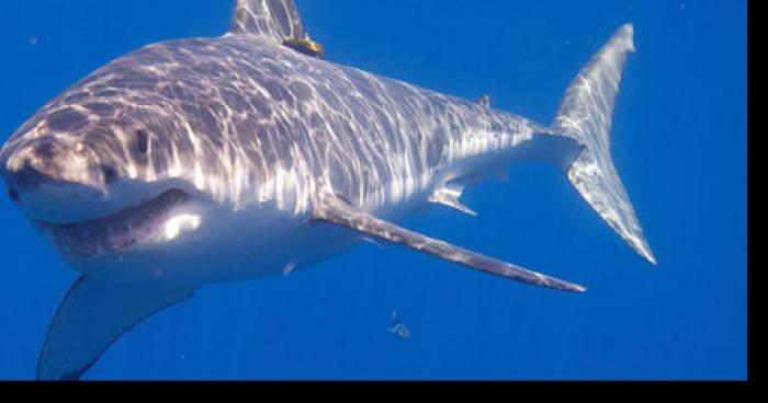 Requin aperçu dans le bassin olympique de l'île Notre-Dame