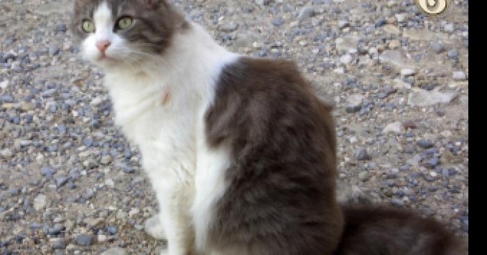 Un chat parlant comme un être humain à été aperçu à pezenas dans l'herault