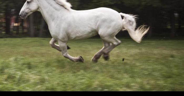 Une licorne est apparu à Tours