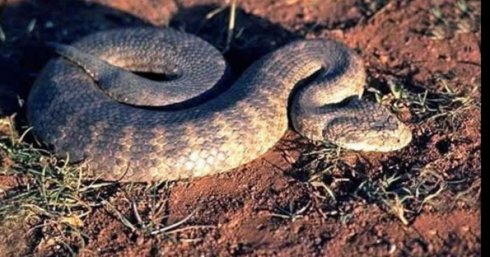 Un camion transportant des milliers de serpents c'est renversé dans le sud ouest de la France.