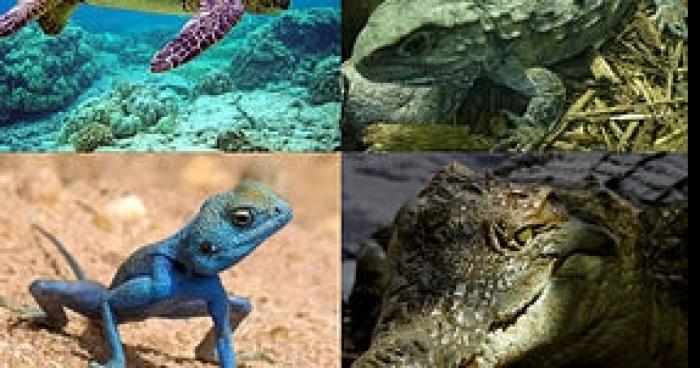 Marine Le Pen : marraine d'une association de défense des reptiles