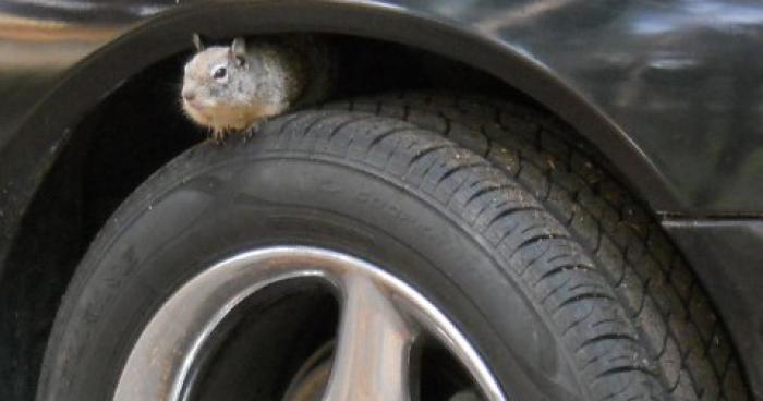 Des écureuils affamés du Québec auraient un faible pour certains pneus d'hiver !