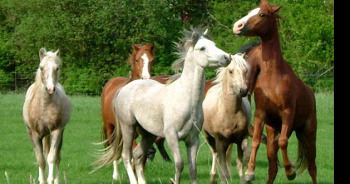 Les poney attaques la terre