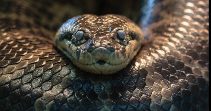 Un serpent perdu dans Oupeye.