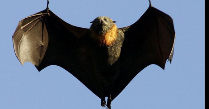 Une chauve souris vole au dessus de tourcoing