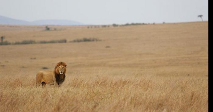 Un lion c'est échapper du zoo de Vincenne