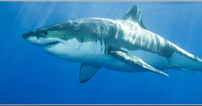 Attaque de requin au geres