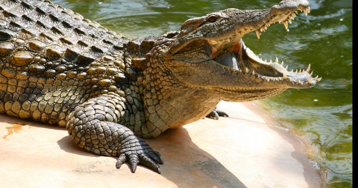 Rennes - Deux aligators en liberté