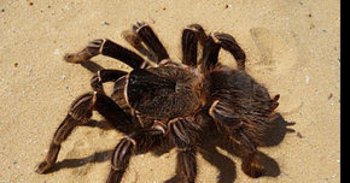 Invasion de migales dans le nord de la drome