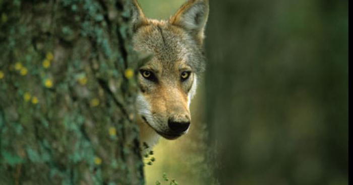 Des loups a Narbonne