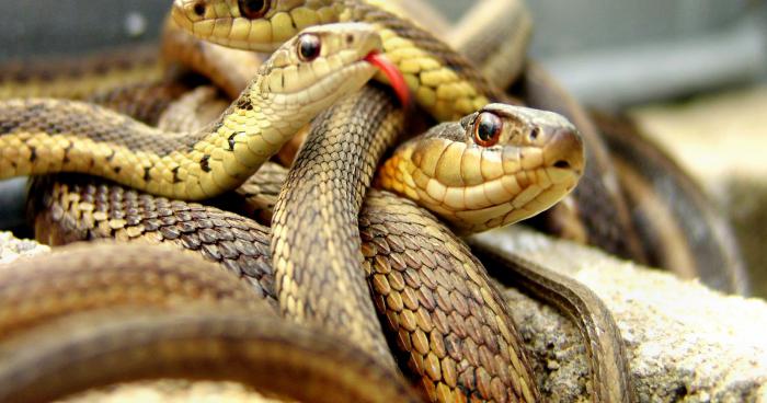 Prolifération de serpents à la gare st laud à Angers