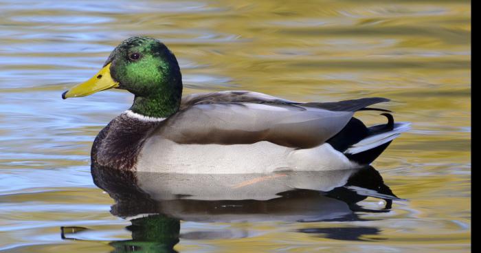 La Canard Enchaîné enpêché de publication pour cause de grippe aviaire