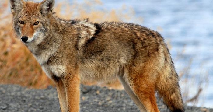 La mascotte des coyotes de phoenix aperçu dans la ville de Québec