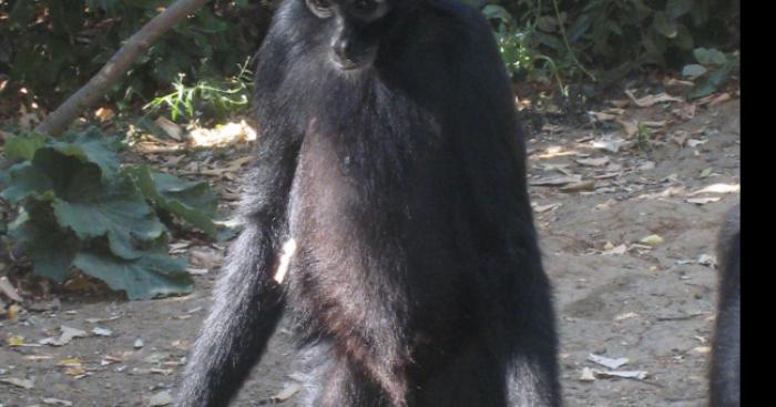 Découverte du Chaînon Manquant en forêt équatoriale.