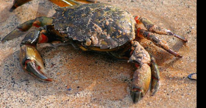 Attaque de crabes rouges au lac du salagou