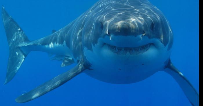 Axelle a subit une attaque de requin à Cayeux/Mer