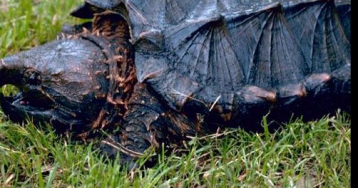 CAMBRAI, une Tortue Alligator  retrouvée  au lac des sygne