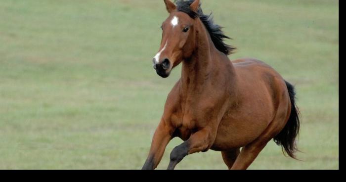 Un cheval rend hommage  a sa propriétaire en allemagne