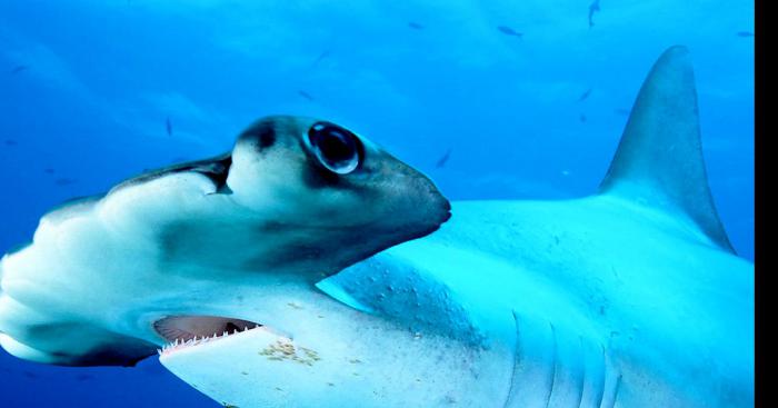 Un requin retrouver dan la riviere