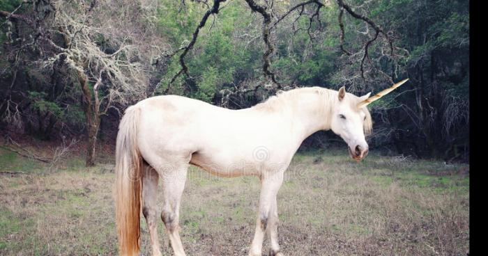 Une licorne en France