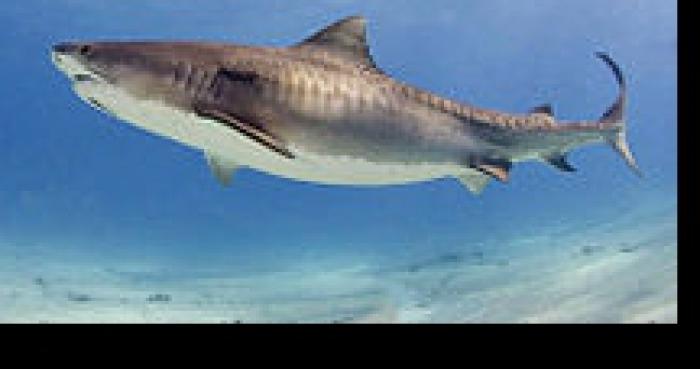 Requin tigre en Salanque