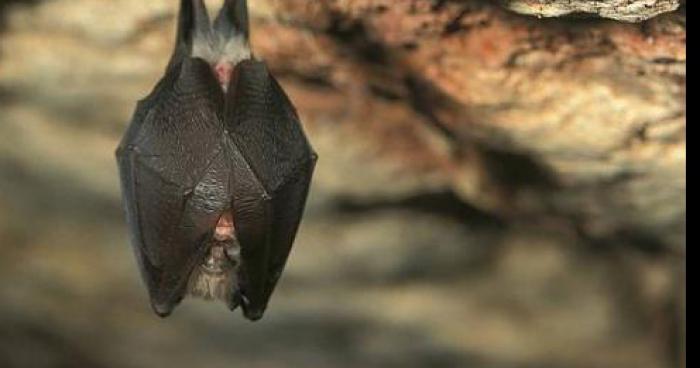 Nouveauté: Les perruques chauve-souris crées par trois jeunes