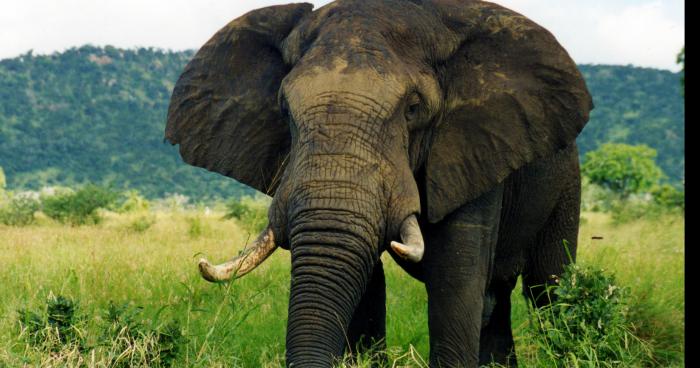 Invasion d'éléphants en Moselle