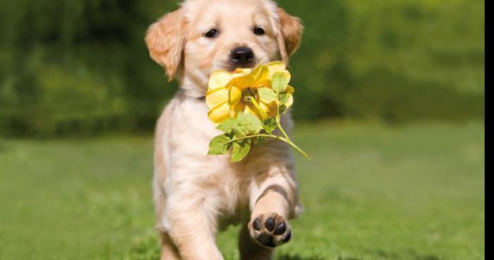 Canibalisme de chien