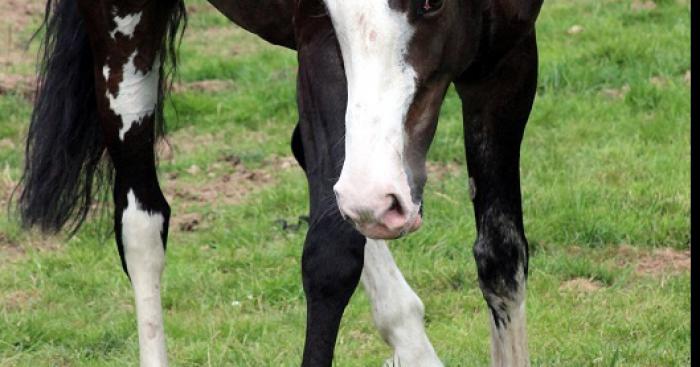 Cheval, espérer si longtemps????