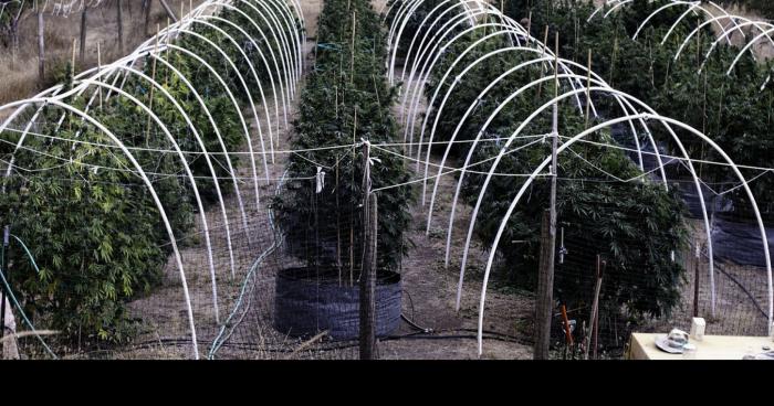 La légalisation de la marijuana.