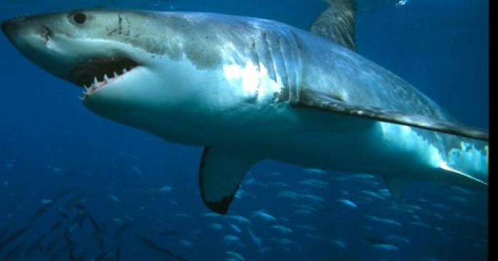 UN REQUIN BLANC APERCU PRES DES COTES VAROISES