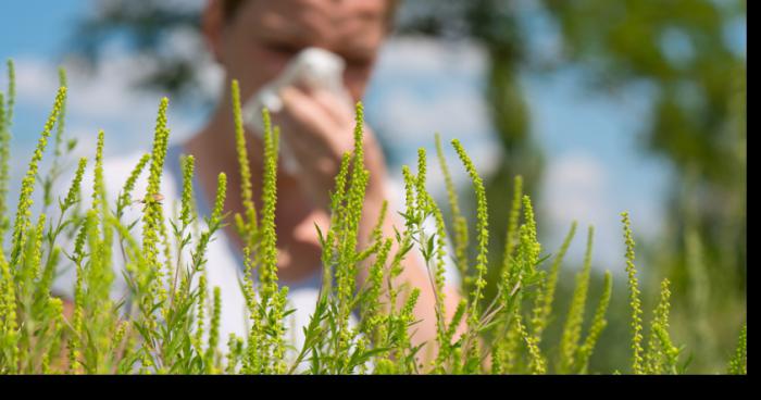 Un festival de l'herbe à poux à Shawinigan !