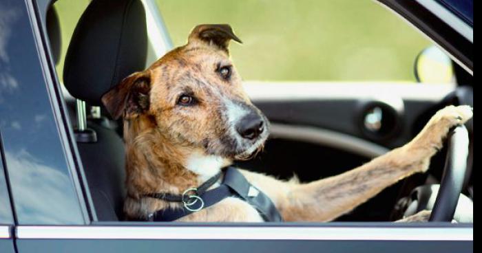 Un homme fait croire a la police que son chien conduisait la voiture accidenté