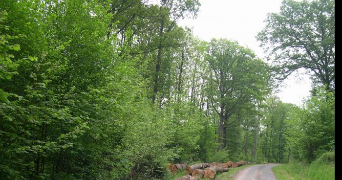 Un homme a été retrouvé au bord d'un fossé violé avec un gobe dans les vesse et porter un string