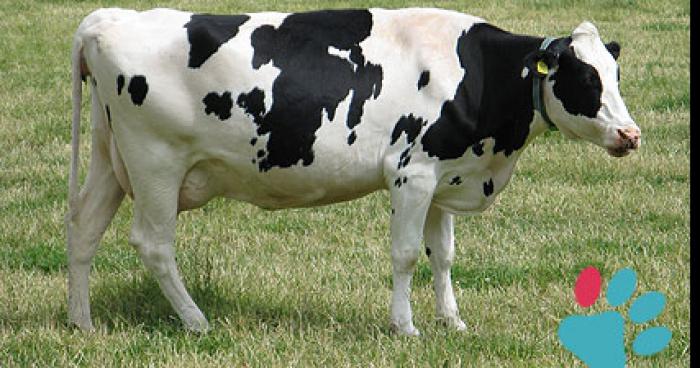 Un homme avec une faim pressante