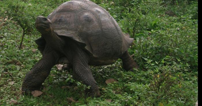 Une tortue agées de plus de 160 ans trouvée dans la foret de Cilaos