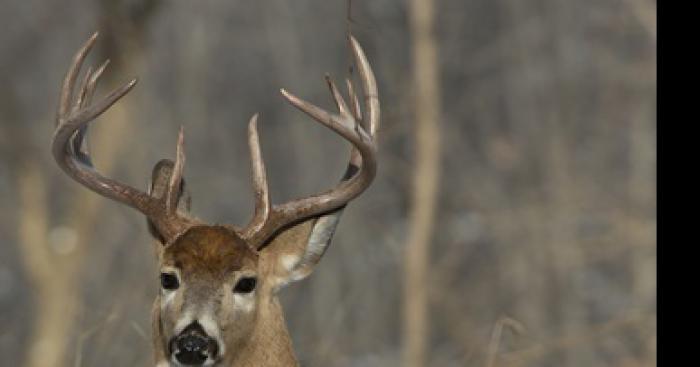 Pas chasse au chevreuil pour 5 ans